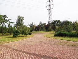 方源園林花木 匠心鑄就綠色邯鄲，專業(yè)服務城市綠化