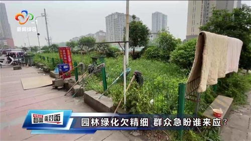 精細化管理缺失下的城市綠化困境——從武漢電視問政看園林施工與養(yǎng)護的隱憂